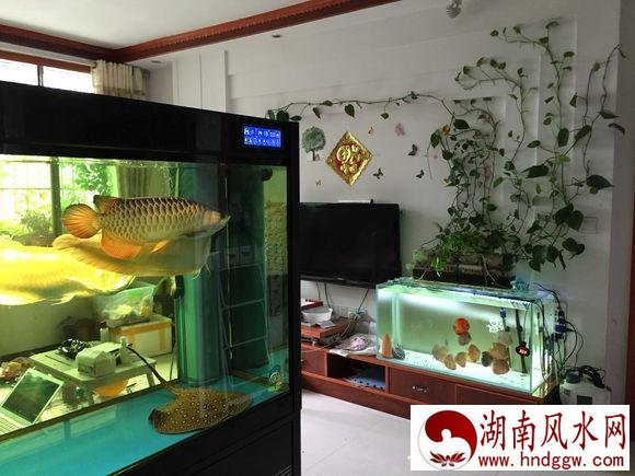 风水鱼缸的摆放位置