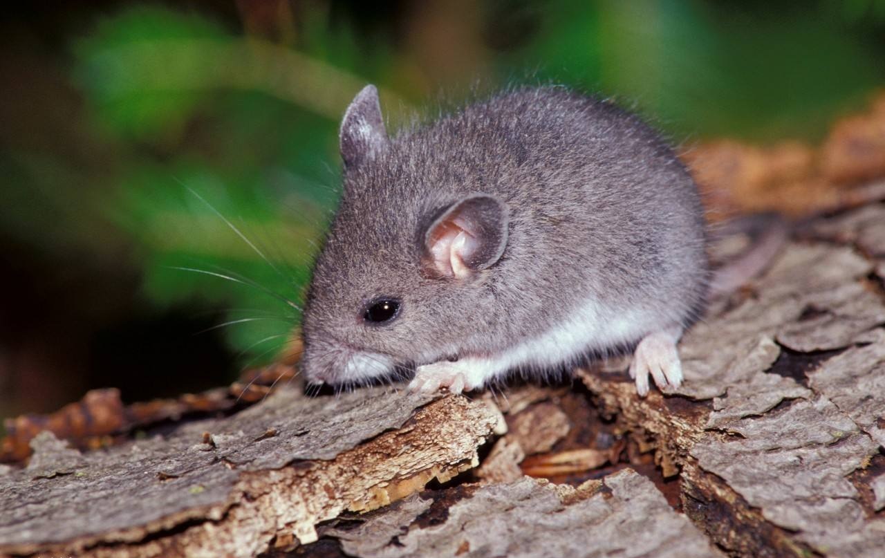 2025属鼠哪个时辰出生优秀命