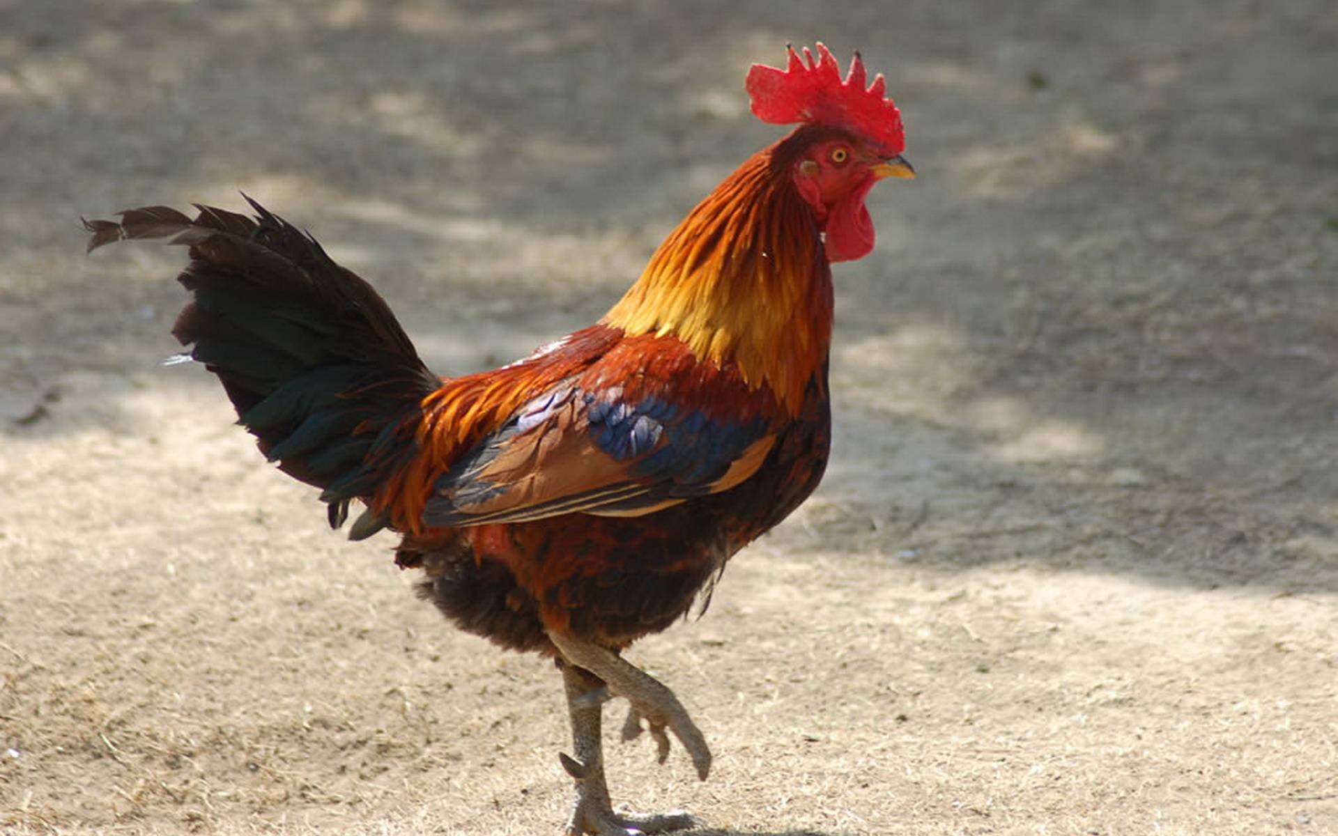 鸡跟狗的属相合不合 属鸡的和属狗的属相合不