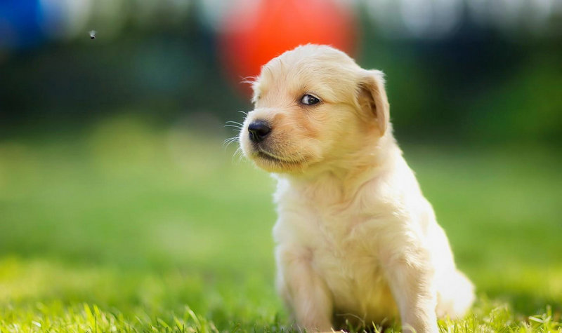 ��������˫��̥�����к����ѡ����ʵ��ֲż���(��������˫��̥�����к������ѡ����ʵ����ֲ���Ԣ�����ú�г)