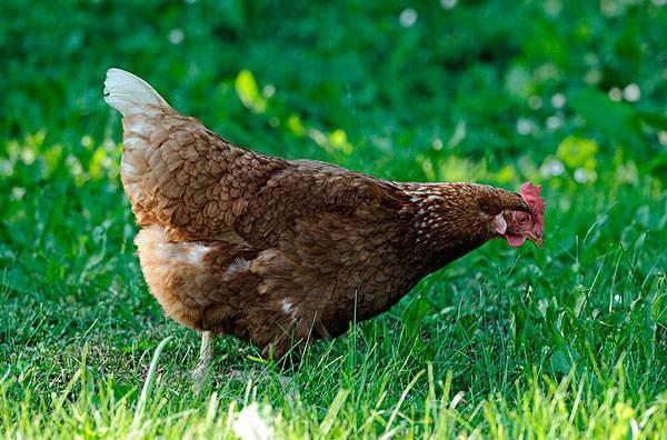 属鼠男的今年婚姻 属鼠的男人财运与婚姻是什么意思? 属鼠男的今年婚姻 属鼠的男人财运与婚姻是什么意思?