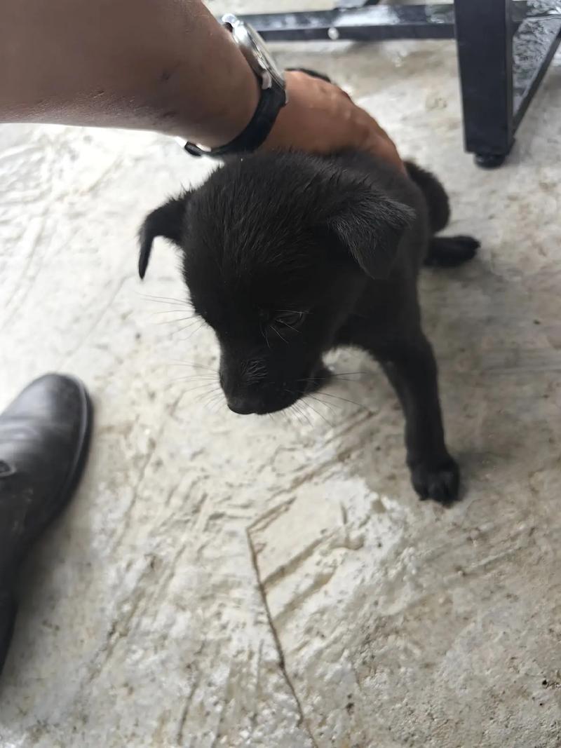 �����ɸ������ϵ���è