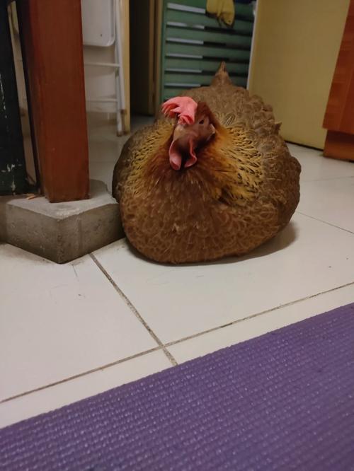 属蛇的和属兔的配吗 属蛇的和属兔的配吗