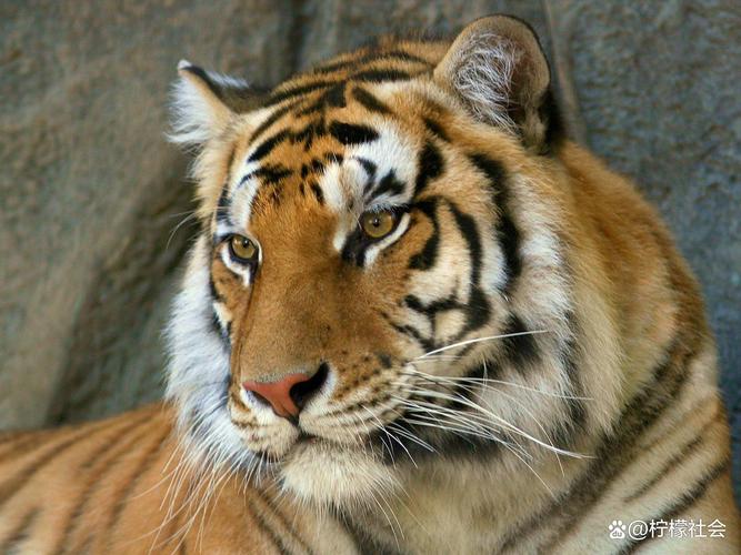 ҶС��ʧ��33�������