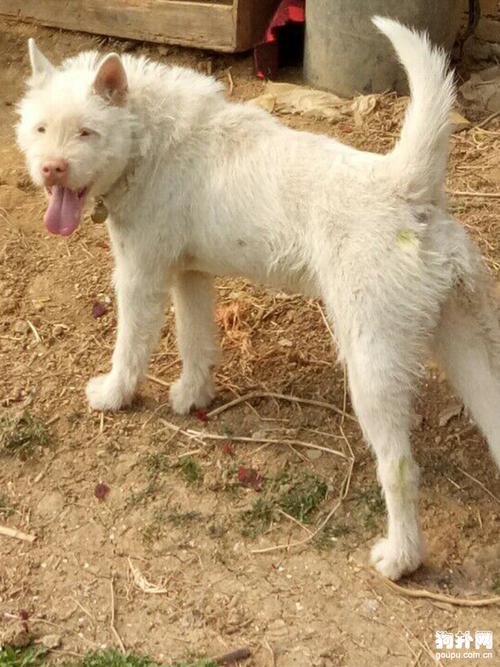 ��Աʯ�����Ź�����