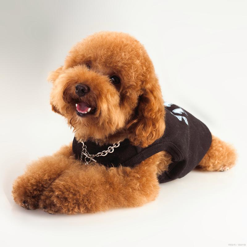 ʨ���������������� ʨ����������в�����