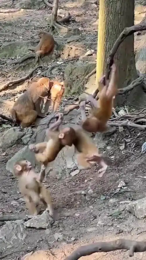 صǩ37ǩܷƼͥϵ(صǩ37ǩǷܵӰͥϵǷ)