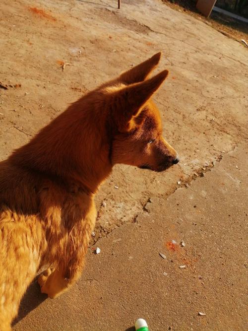 ʻǷܽʾδĺ뵣(ʻеָṹҽĿ)