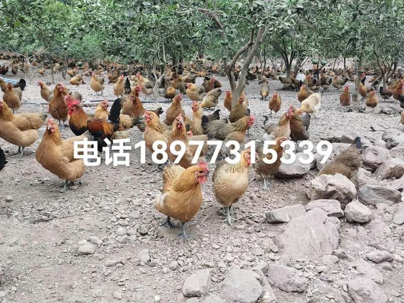 测字凰如何暗示婚姻中的外遇风险与迹象(测字凰能否揭示婚姻外遇的隐患与危机) 测字凰如何暗示婚姻中的外遇风险与迹象(测字凰能否揭示婚姻外遇的隐患与危机)