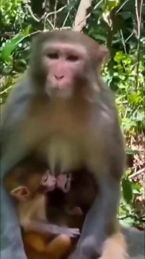 杨子晴微博(杨子晴微博发做饭微博) 杨子晴微博(杨子晴微博发做饭微博)