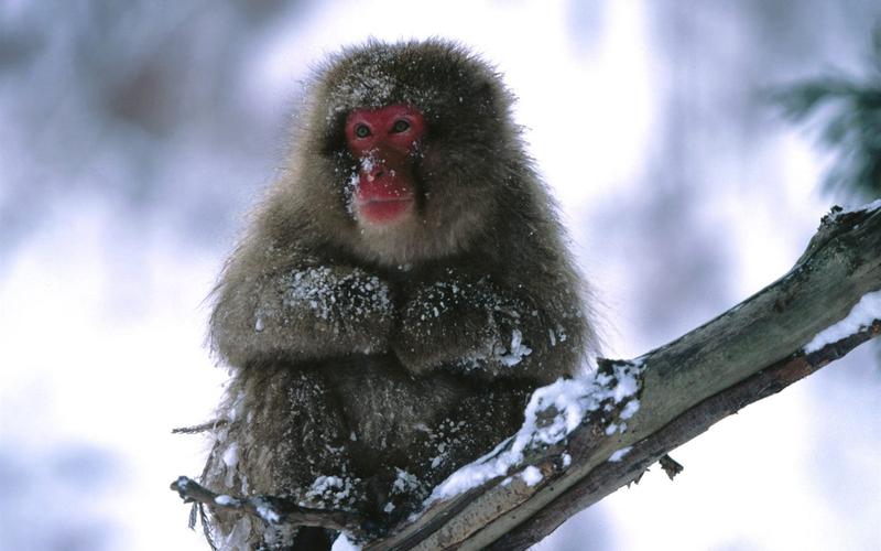 黄大仙求签44签_配偶长相会如何变迁(黄大仙求签44签配偶长相是否令人担忧) 黄大仙求签44签_配偶长相会如何变迁(黄大仙求签44签配偶长相是否令人担忧)