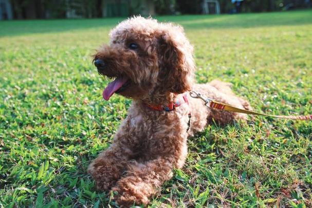 ���˸�2025����Ф���� ������2025�����Ƽ��˳�