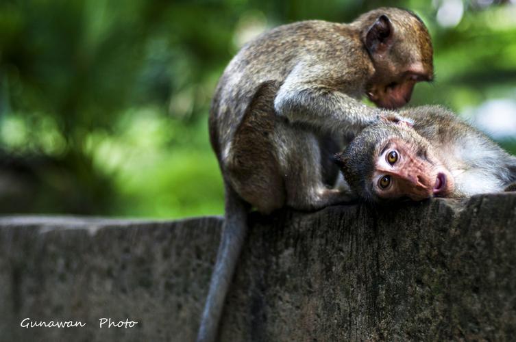 八字算命鼻祖的预言_猴年命运究竟有何隐情? 八字算命鼻祖的预言_猴年命运究竟有何隐情?