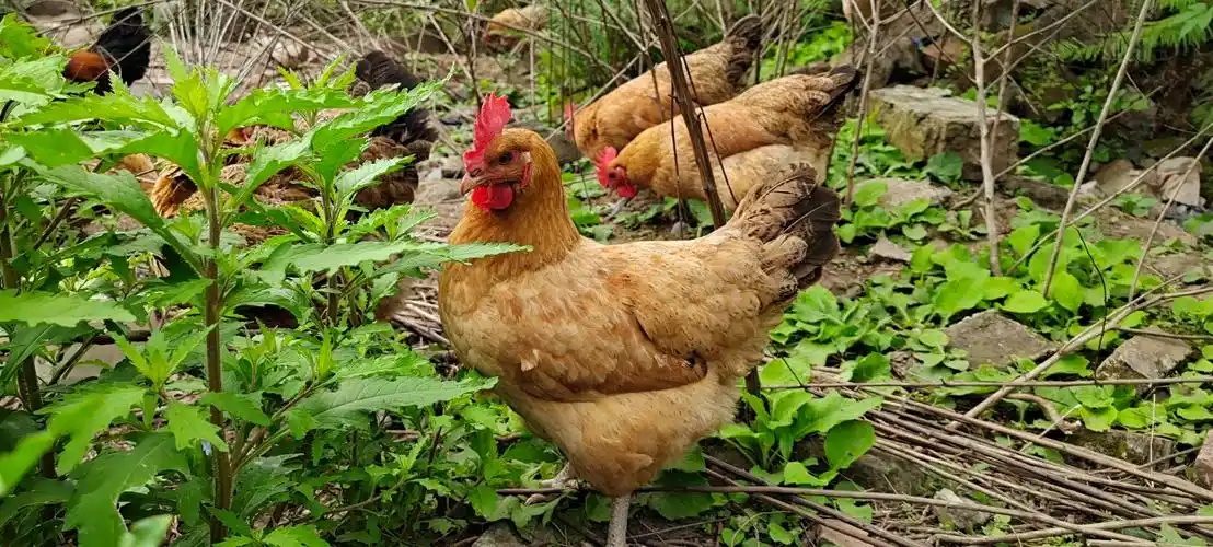 12��������������