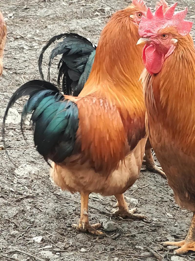 ܷ񻺽ͥìܴг(ǷԤʾżͥìܵǱڷ)