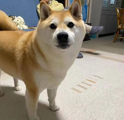 雪舞汐汐(资料)?斗罗大陆的人物简介 雪舞汐汐(资料)?斗罗大陆的人物简介