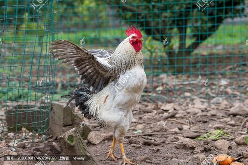 Ůμ¶ ʲô˼_иμԤʾʲô