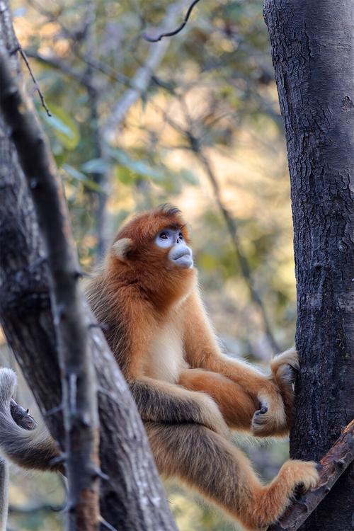 张钧甯钮承泽张钧甯曾经被某导演强吻脖子, 张钧甯钮承泽张钧甯曾经被某导演强吻脖子,