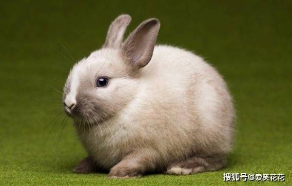 gyǩηǷƽ(η_gyǩָ)