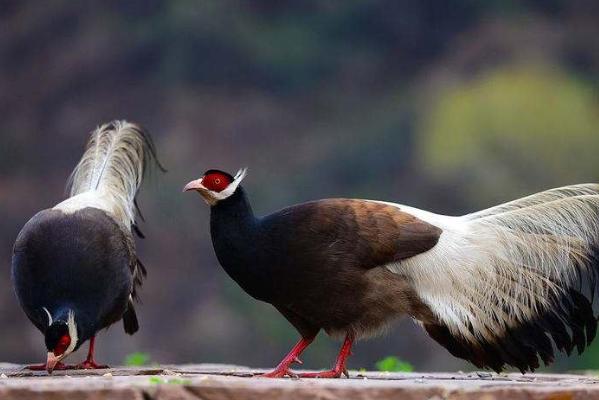 ������2025��11��29�����ƺò���,���õ�2025��11��29�ս����������