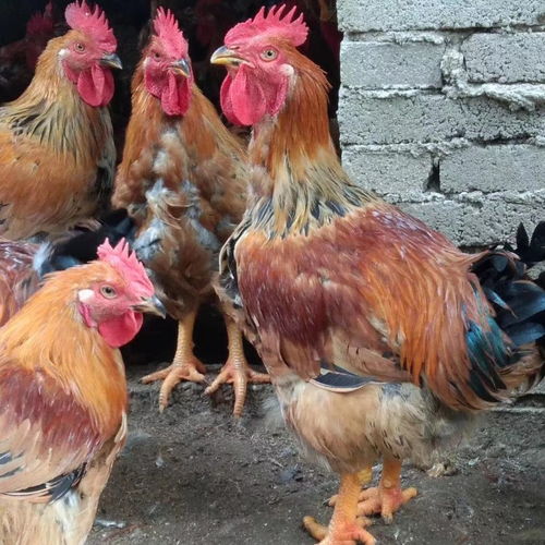 小女孩起名 小女孩起名