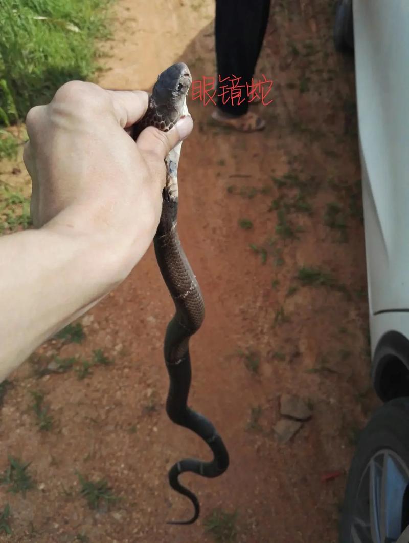 罗甲字取名网周易如何缓解情感挫折带来的困扰(罗甲字取名网周易如何从佛教智慧中缓解情感挫折带来的困扰) 罗甲字取名网周易如何缓解情感挫折带来的困扰(罗甲字取名网周易如何从佛教智慧中缓解情感挫折带来的困扰)