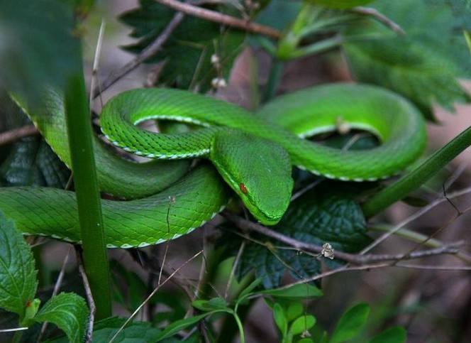 ӣǷԤʾǱΣ(ӣӰǶ)