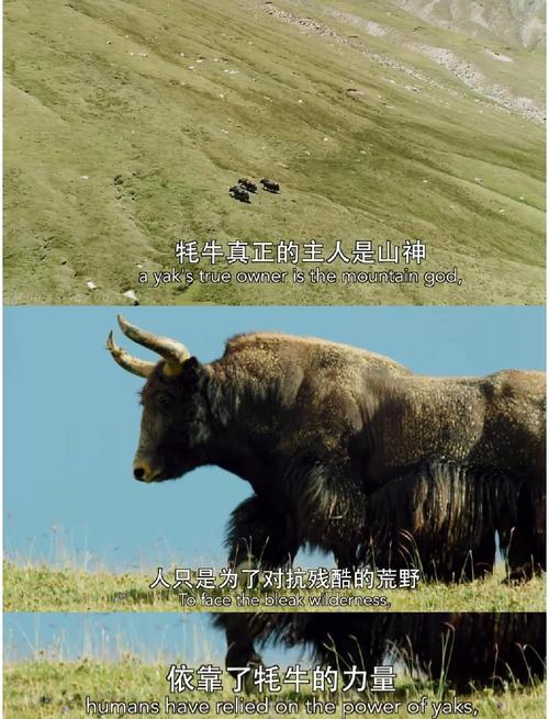 2025应姓男孩起名羊年是不是该选择青色与白色相辅相成(2025应姓男孩起名羊年如何与环境适应保持和谐发展) 2025应姓男孩起名羊年是不是该选择青色与白色相辅相成(2025应姓男孩起名羊年如何与环境适应保持和谐发展)