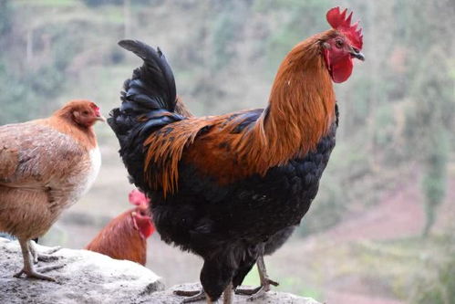 �����εĸ������ϼ��