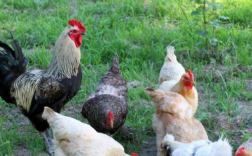 ���Ӿ�������Ӿ��������д�����ɱ��˭