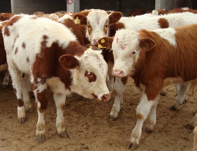 赵丽颖冯绍峰未婚先孕冯绍峰和赵丽颖俩人真 赵丽颖冯绍峰未婚先孕冯绍峰和赵丽颖俩人真