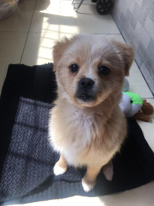 ����δ��Ů���ǽ�ʲô����δ����������