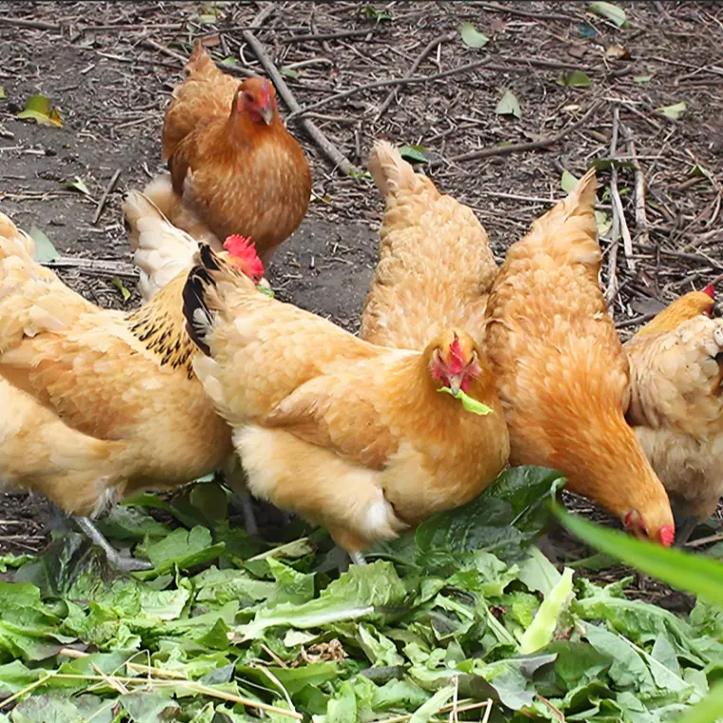 ô̻᲻ʱӰ(ôʱѸô)