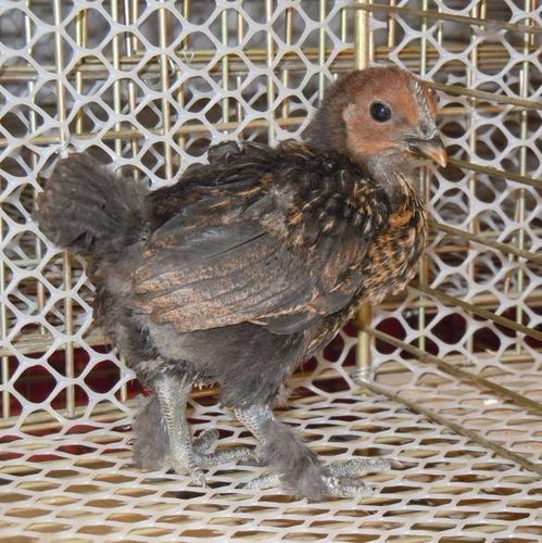 ŮǷӰ콫ķչָ߶(Ůѡʲô͹Ըָߵ)