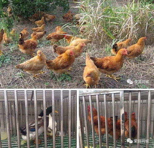 î̫Ƥʱ󽫾,î̫Ƥʱ󽫾˵