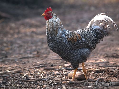 六爻占卜如何断应事日期? 六爻占卜如何断应事日期?