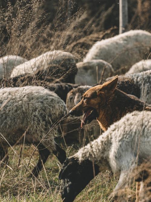 �����к�����2018�Ƿ��Ӱ��δ�����Ƶ��������(�����к�����2018�Ƿ�����������Ӱ��Ӱ������)