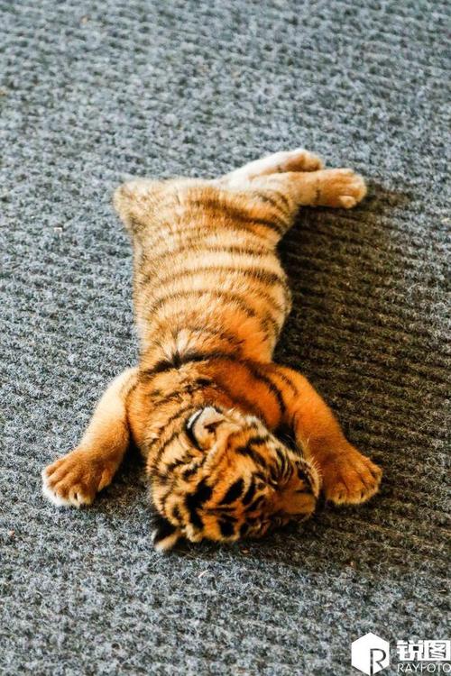 已婚女人梦见下大雪是什么意思_已婚女人梦见梳子是什么意思 已婚女人梦见下大雪是什么意思_已婚女人梦见梳子是什么意思