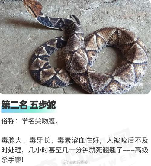 本命年财运亨通吗属鼠的 2008年属鼠的本命年是什么意思? 本命年财运亨通吗属鼠的 2008年属鼠的本命年是什么意思?