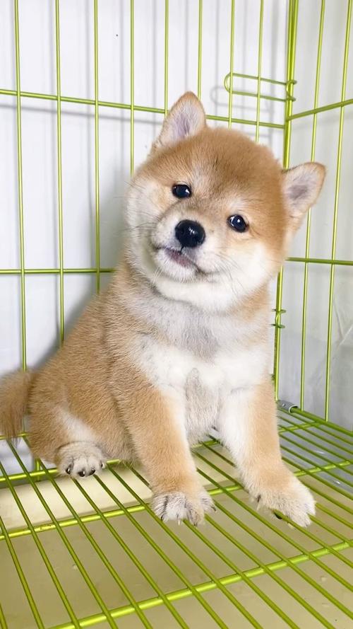 ��΢�����̳���ʮ������Ů