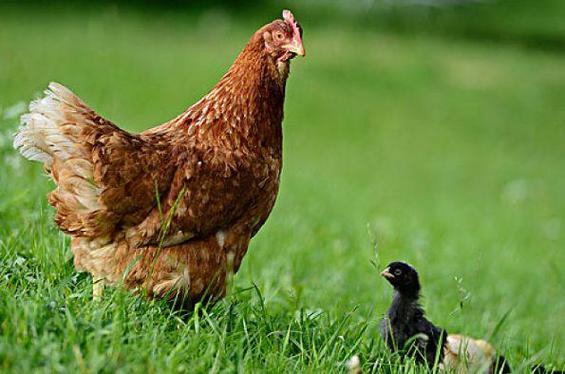 算命八字软件有哪些(有什么好用准确的纳甲算卦软件吗 ) 算命八字软件有哪些(有什么好用准确的纳甲算卦软件吗 )