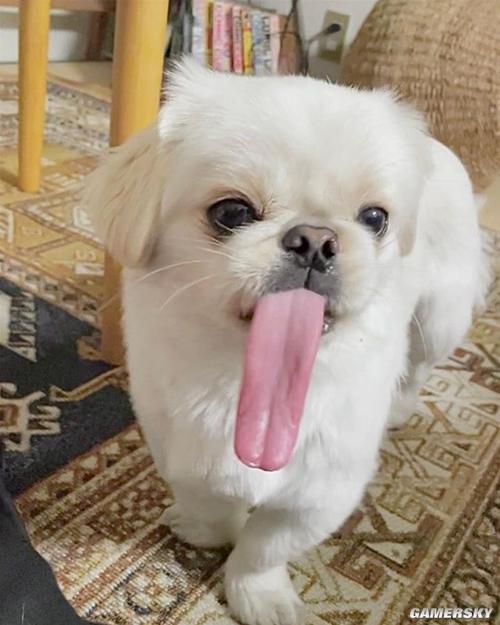 职业选手相关证件怎么考 职业选手相关证件怎么考