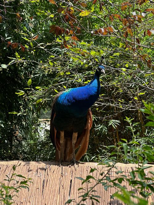 �и��μ��Լ�����������ɶ��˼ Ԥ��_�и��μ��Լ������ز���ɶ��