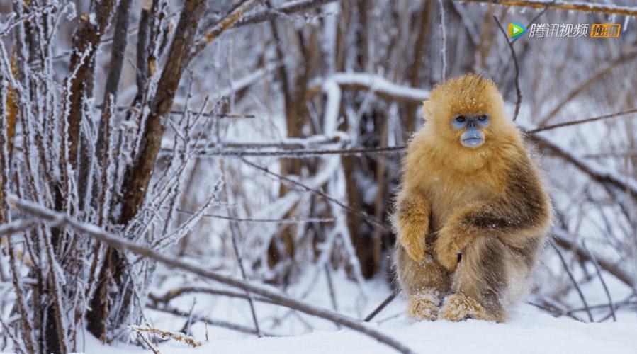 1999�������ʲô�� 1999�����ж��ձ�