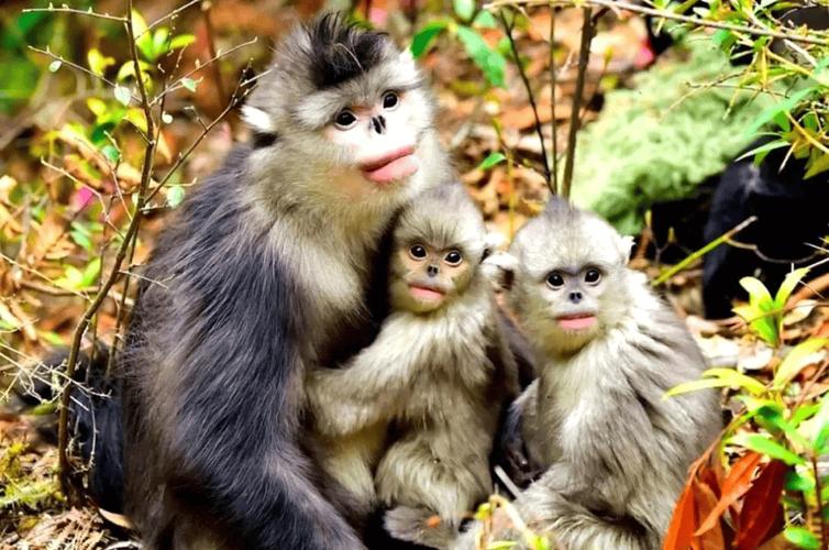 抽观音灵签算命技能不足会带来什么困扰吗(抽观音灵签算命_技能不足_担心吗) 抽观音灵签算命技能不足会带来什么困扰吗(抽观音灵签算命_技能不足_担心吗)