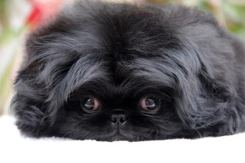 黄大仙问姻缘98签_担忧管理混乱的姻缘关系(黄大仙问姻缘98签是否预示婚姻之路将充满波折) 黄大仙问姻缘98签_担忧管理混乱的姻缘关系(黄大仙问姻缘98签是否预示婚姻之路将充满波折)