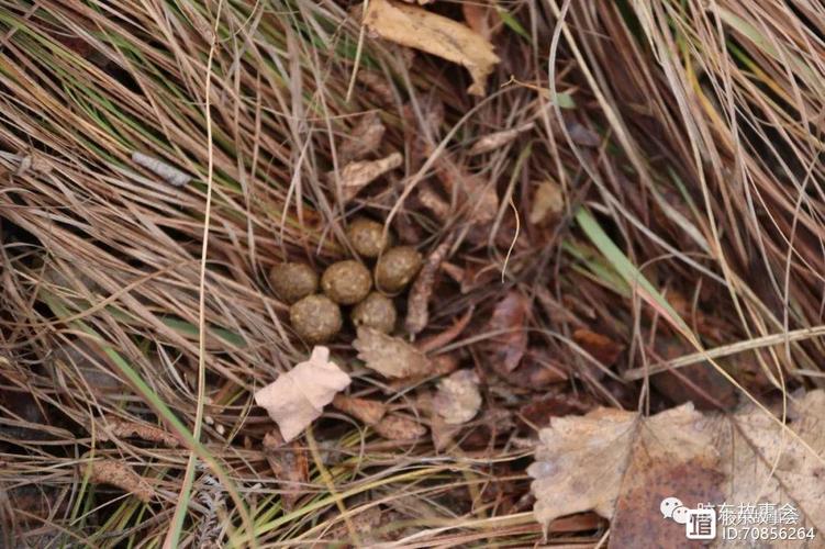 ŮǷӰƽ(ŮΪʲôҪǺϻеӰ)