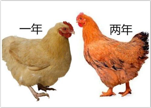 �Լ��İ�����ô������(��ΰ������� )