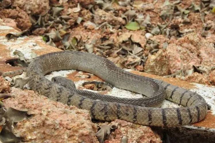 ��΢����������΢ʥ��