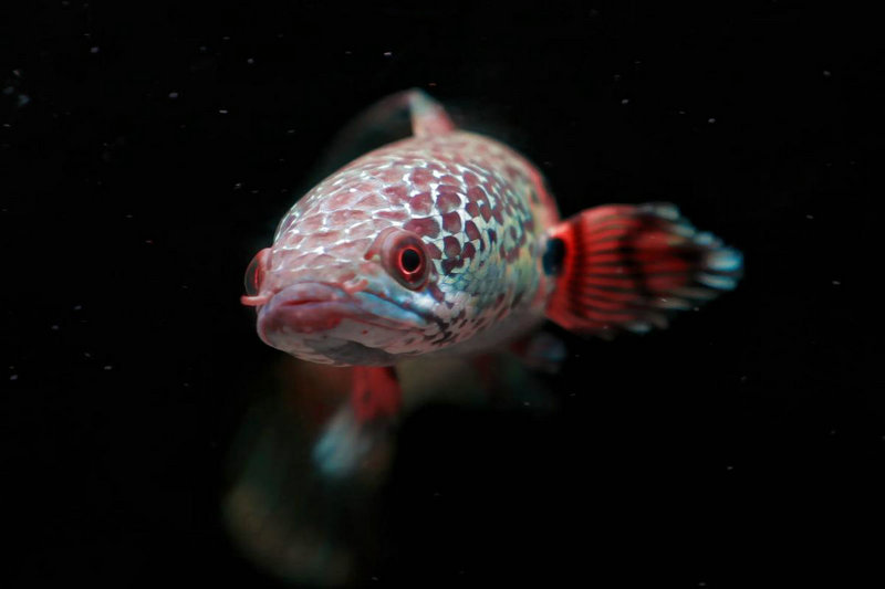 ���ձ�������������ȫ